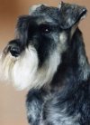 Miniatur Schnauzer